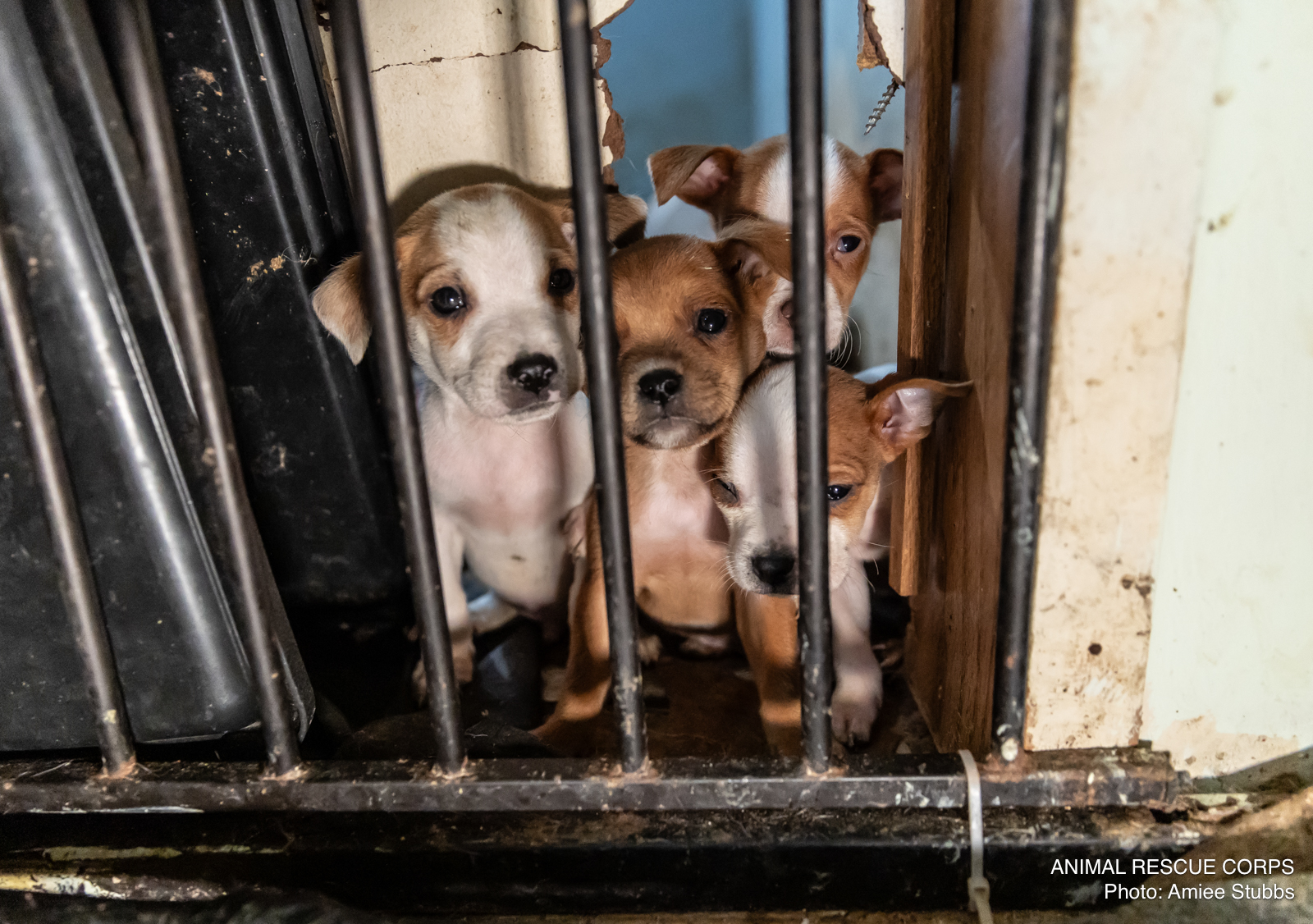 abandoned puppies behind the fence