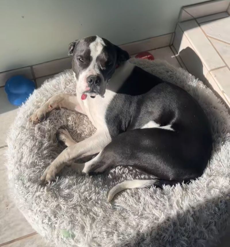 adorable black and white dog