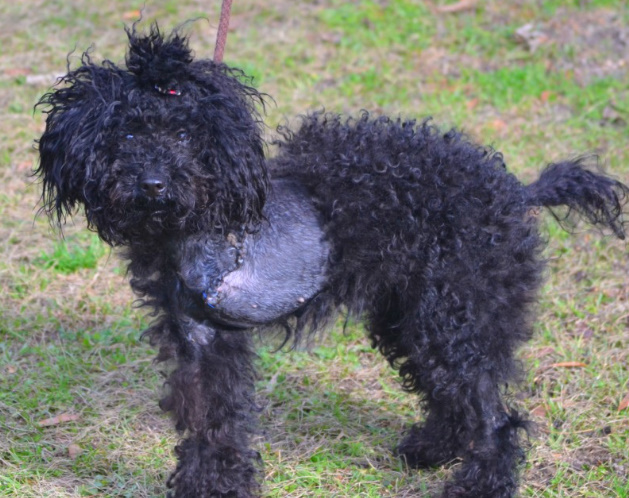 adorable black dog