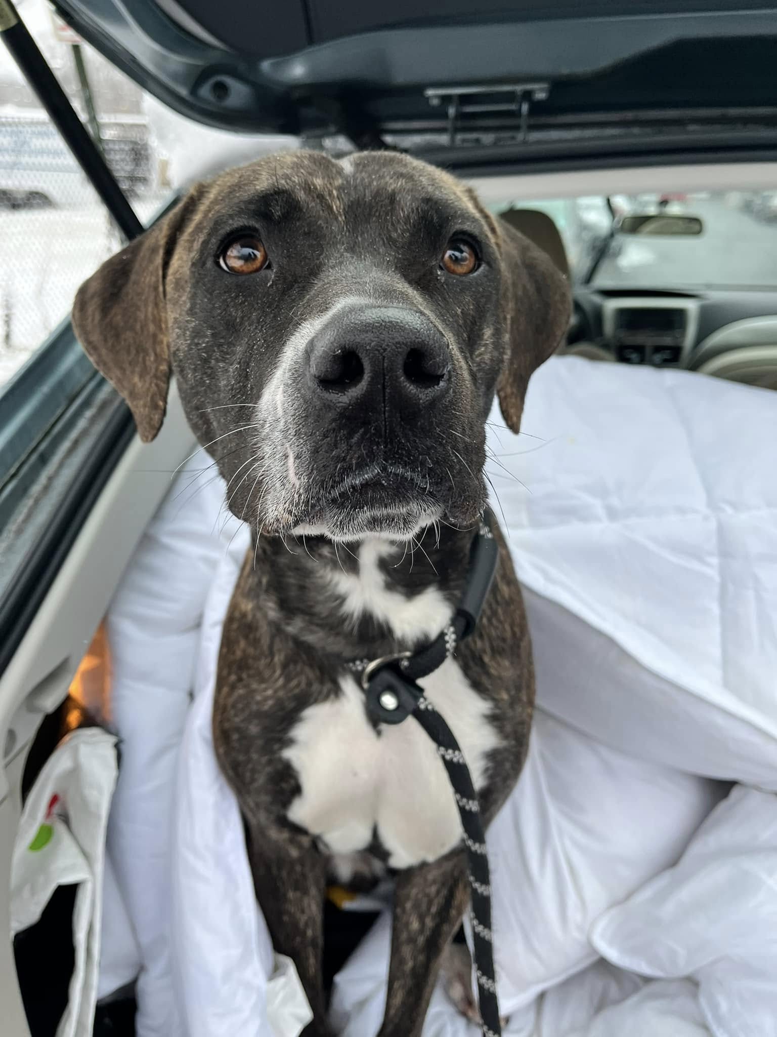 adorable dog in car