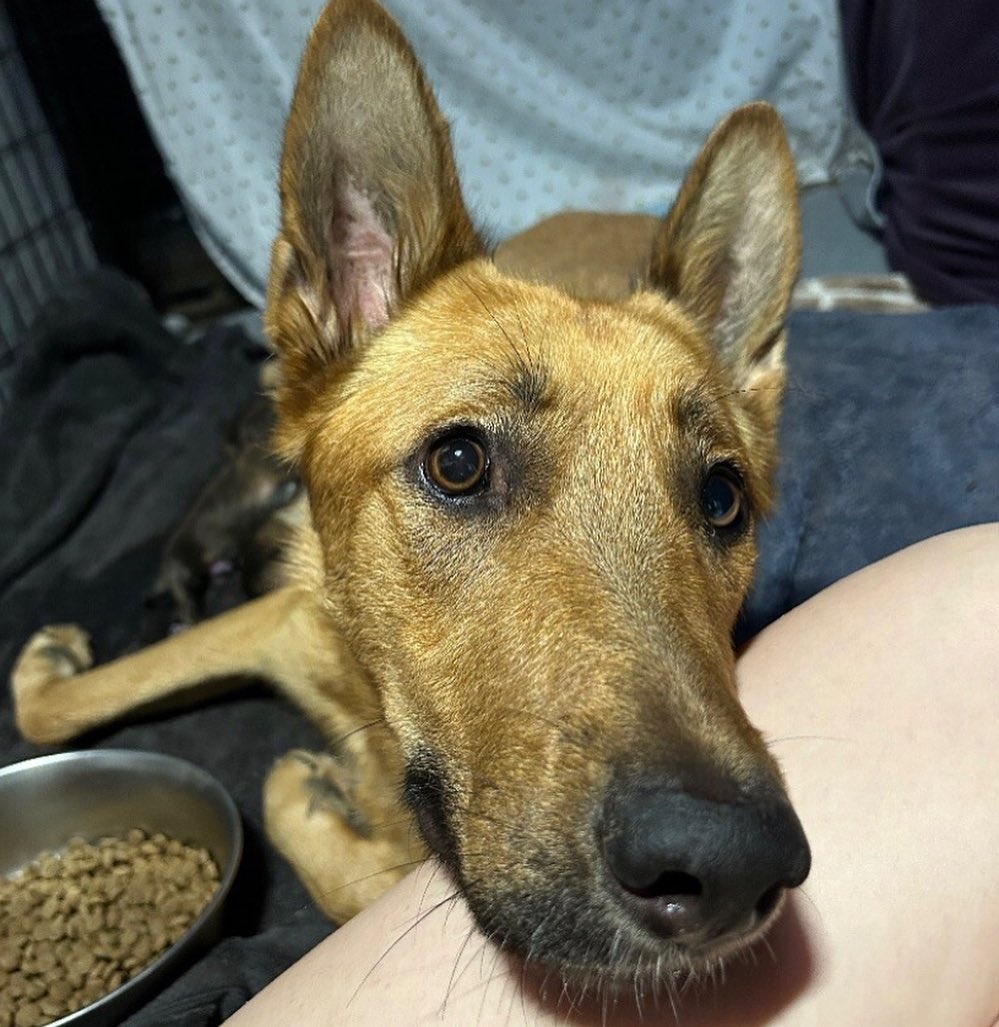 adorable dog laying on a owners lap