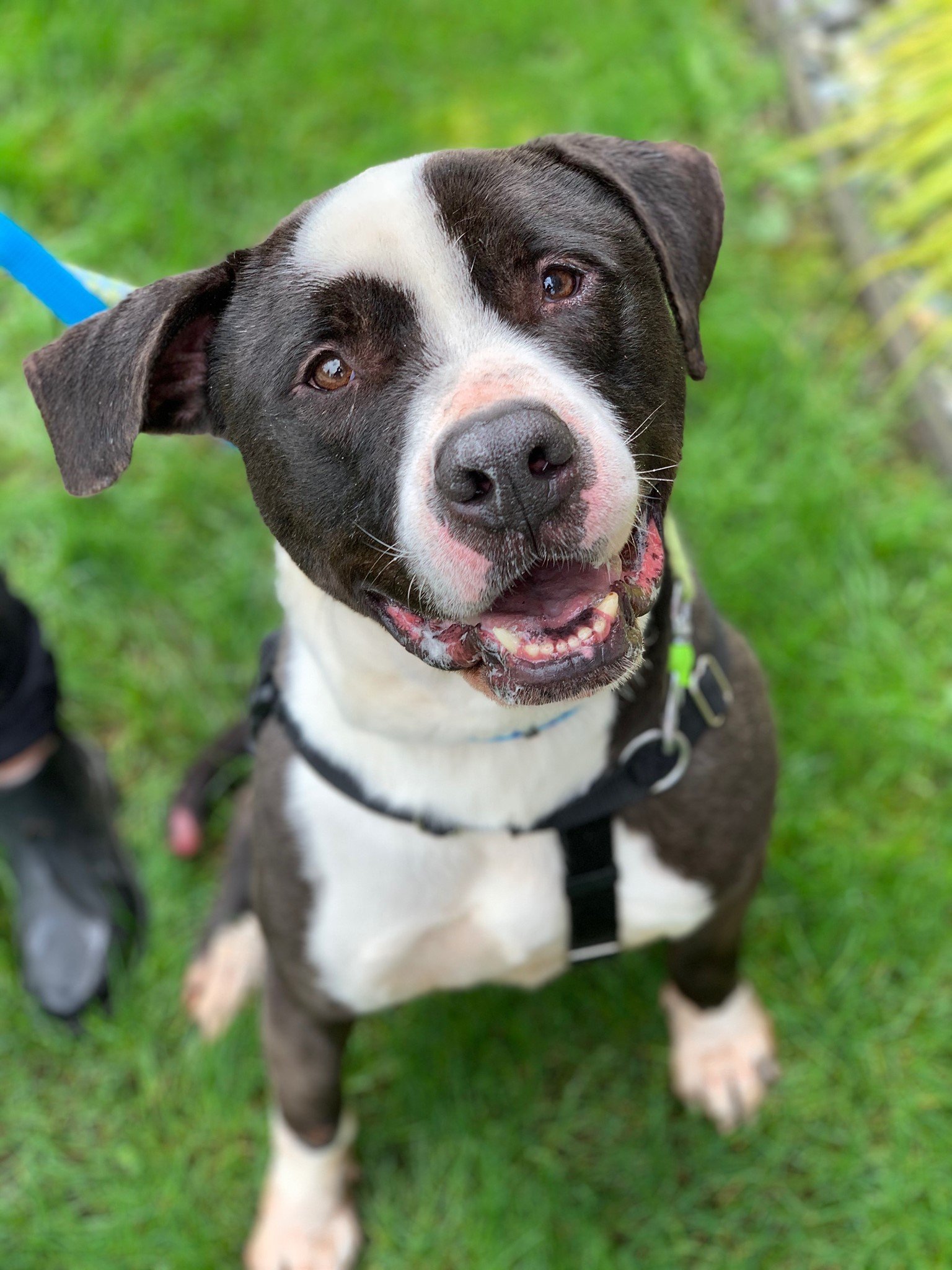 adorable dog posing for a picture