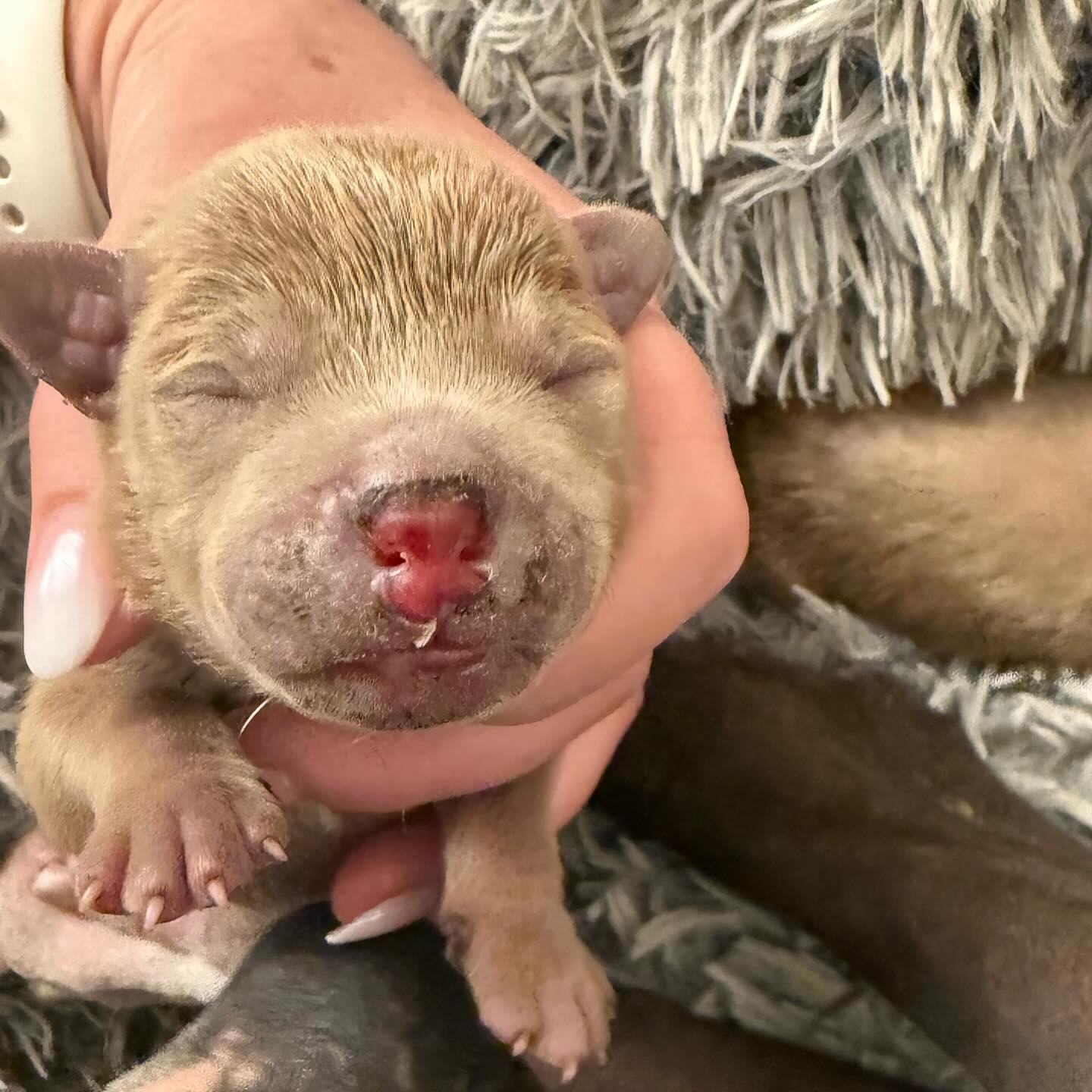 adorable white newborn puppy