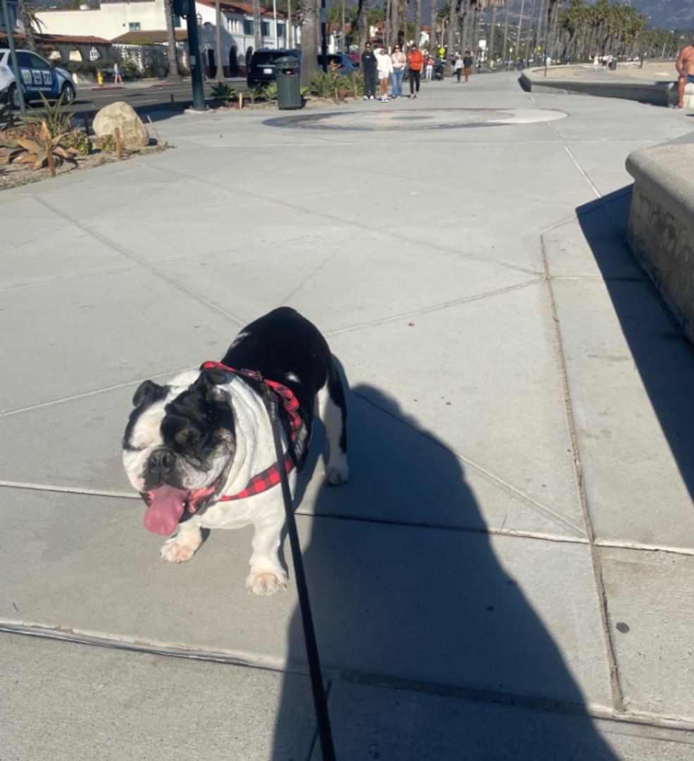 an english bulldog on a leash on the sidewalk