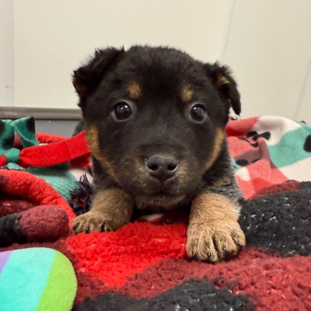 black and brown dog with black eyes