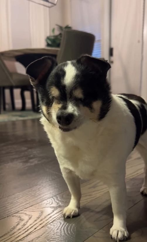 black and white blind dog standing on laminate