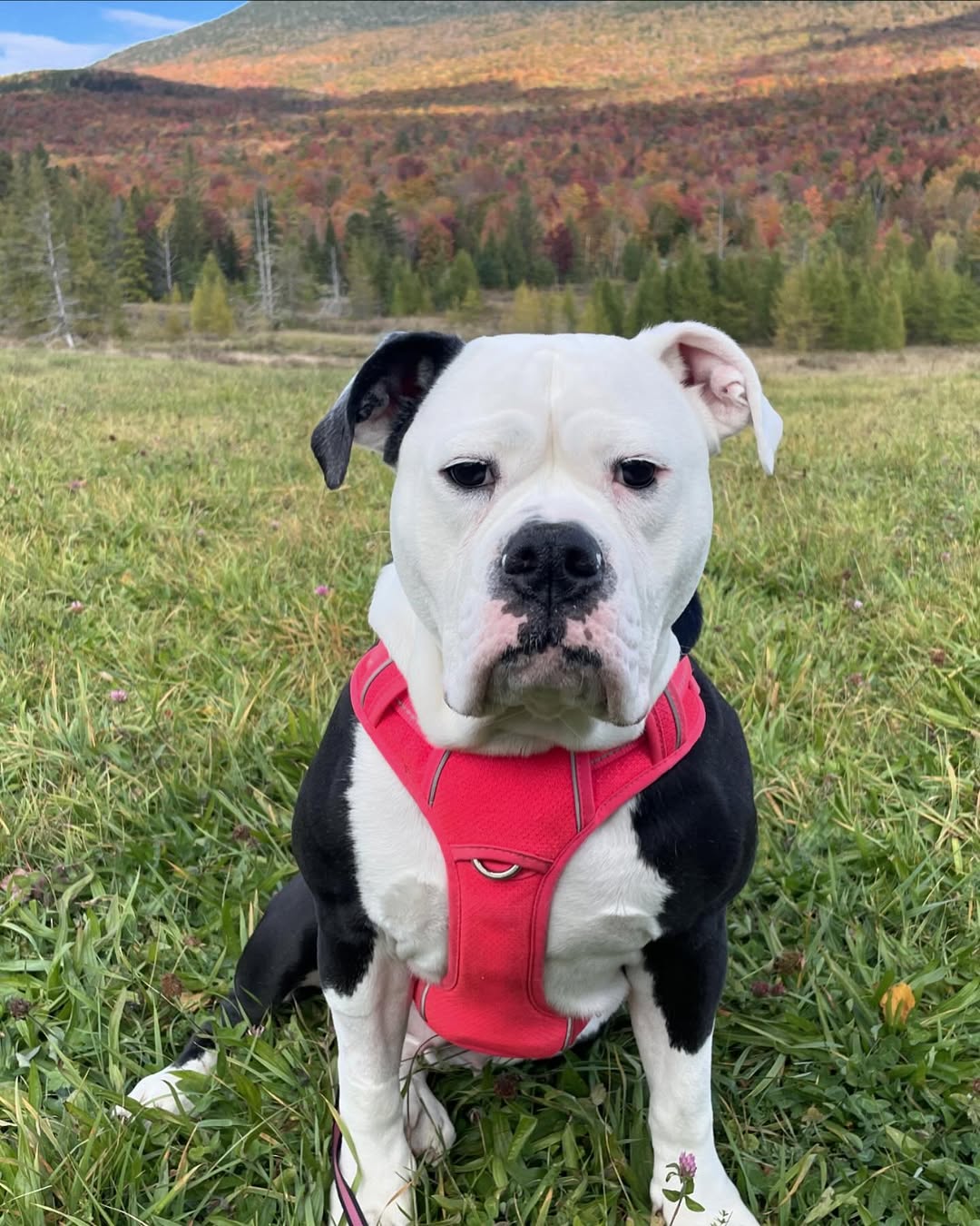 black and white dog on the grass