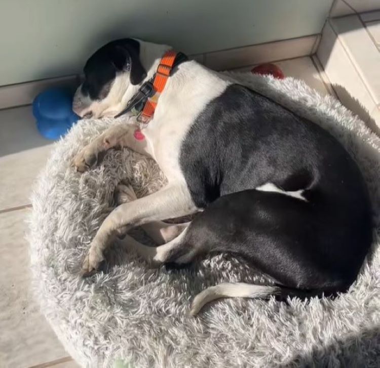 black and white dog sleeping