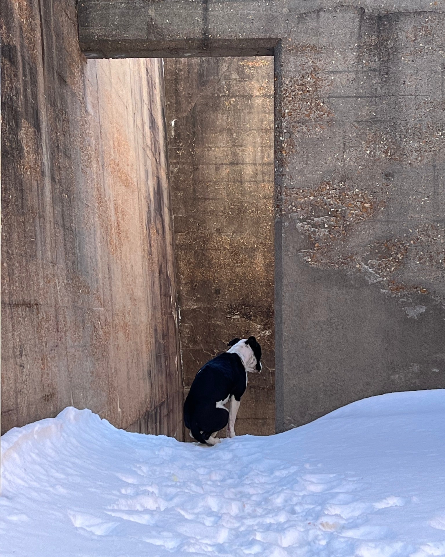 black and white frozen dog in the snow