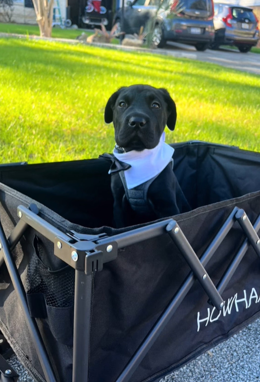 black puppy with clothes on