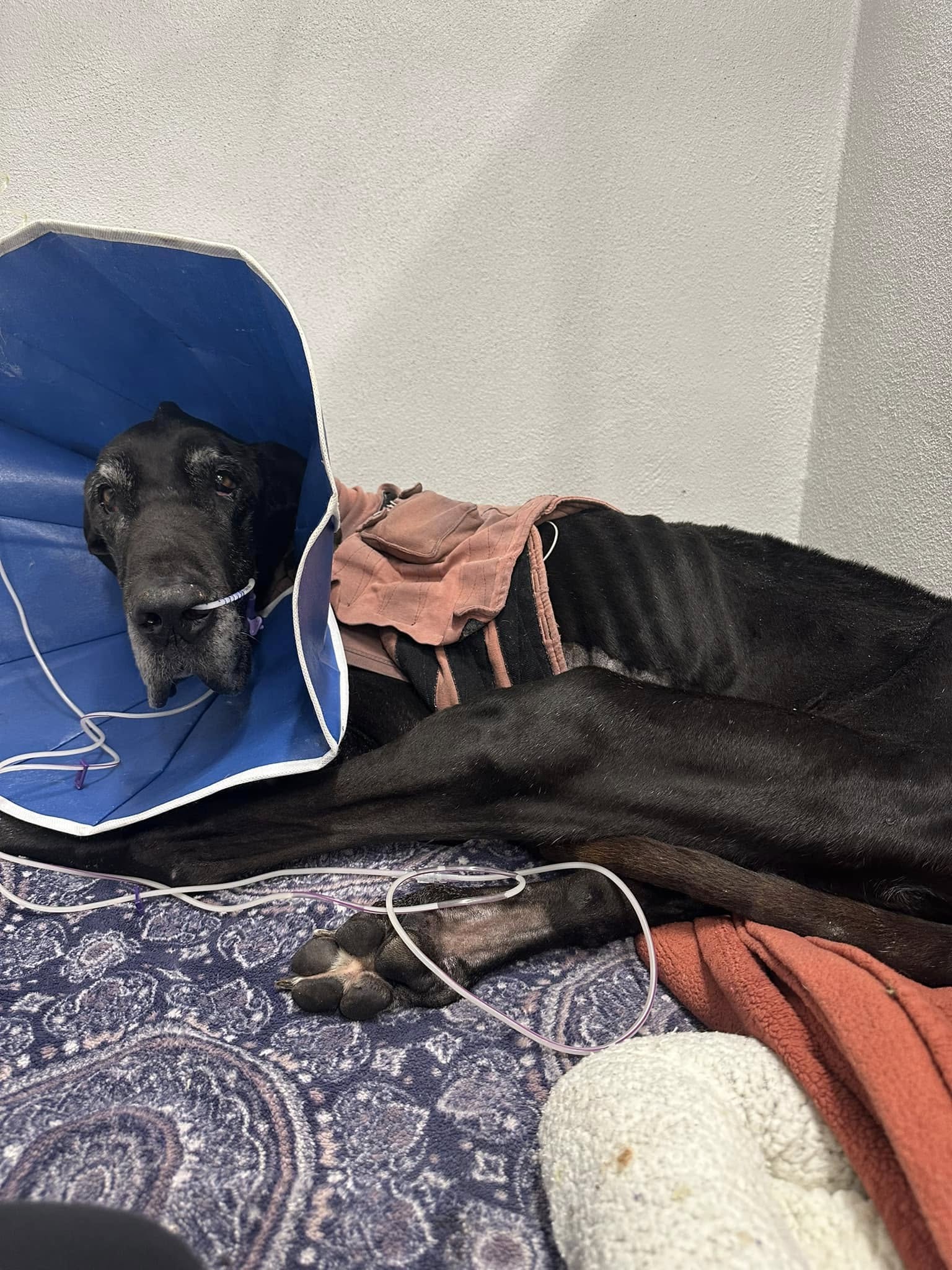 black skinny Great Dane lying with a blue collar