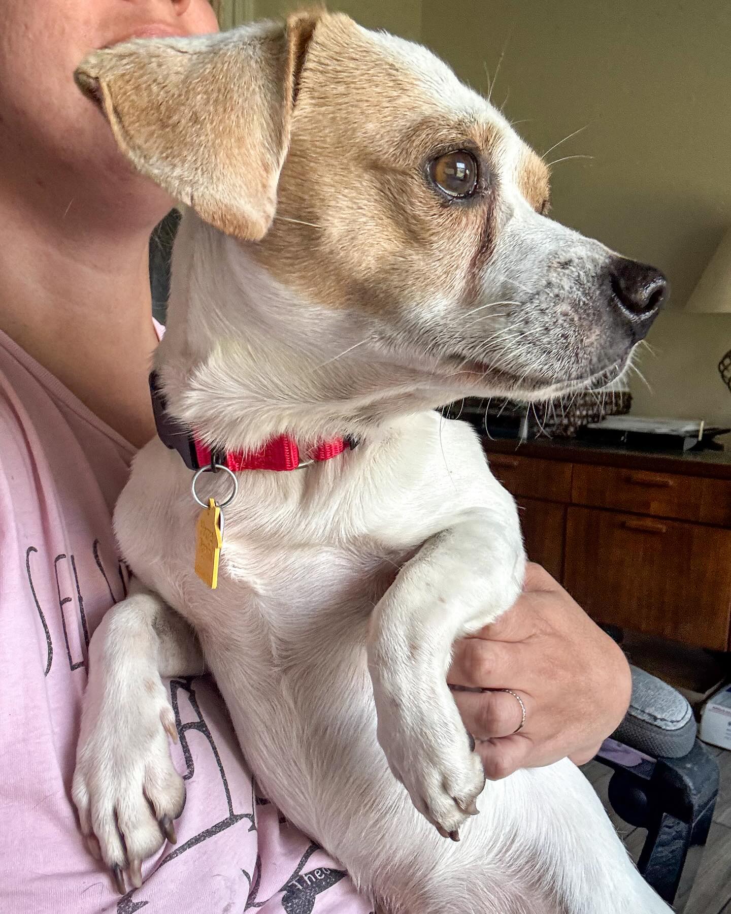 brown and white puppy in a woman's arms