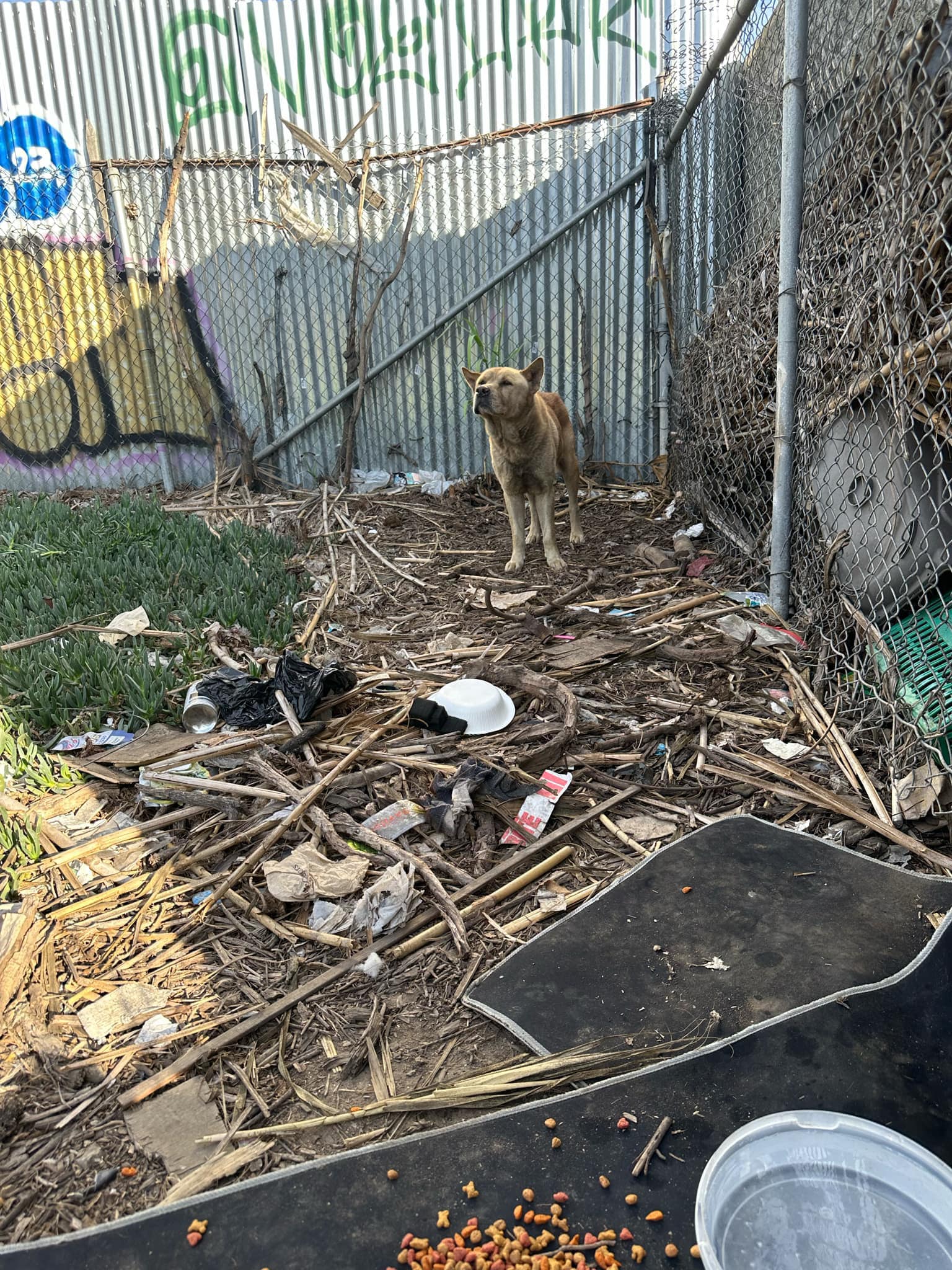 brown dog in an abandoned yard