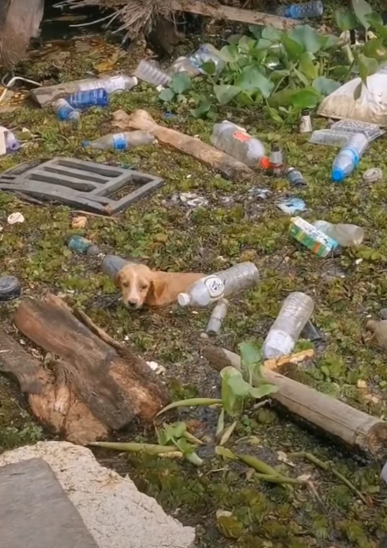 brown dog in the water after a flood