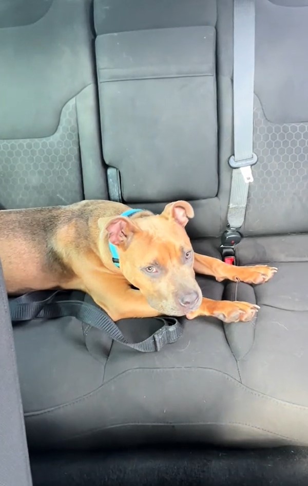 brown dog laying on back of the car