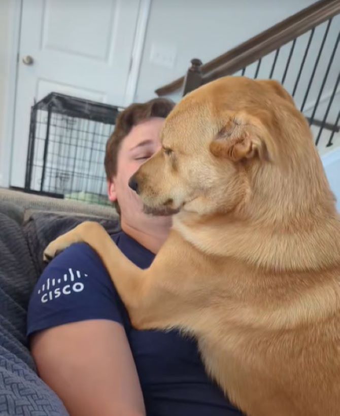 brown dog on a man's chest