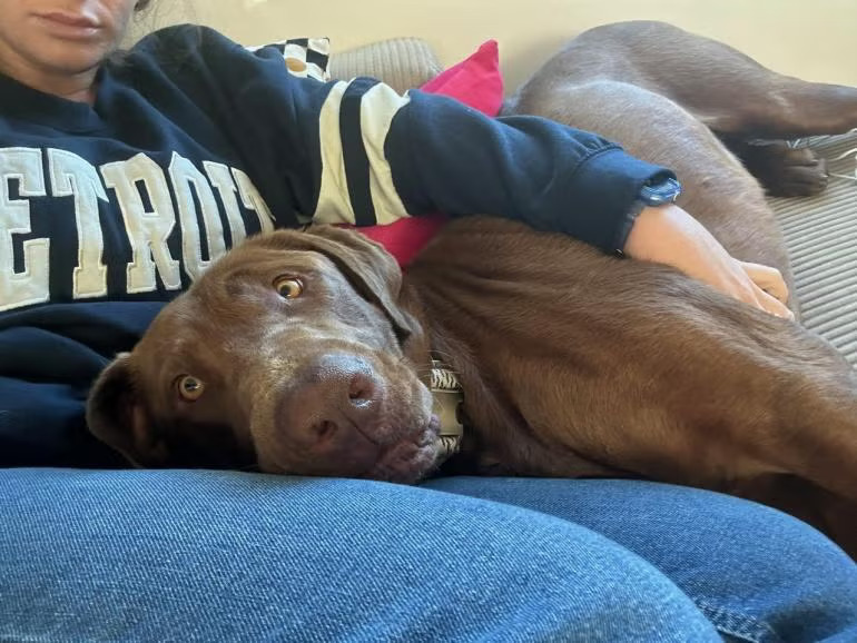 brown dog resting on girl's lap