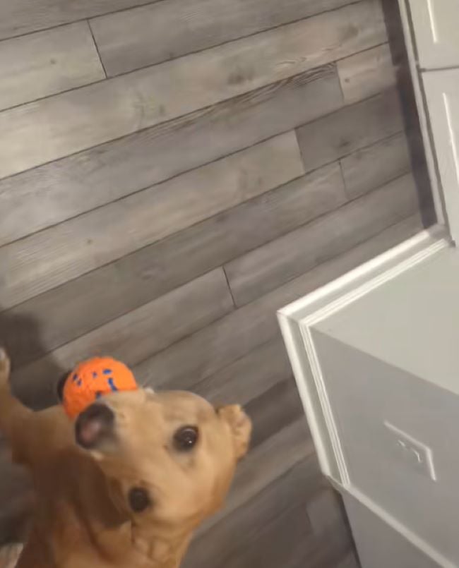 brown dog with an orange ball in its mouth