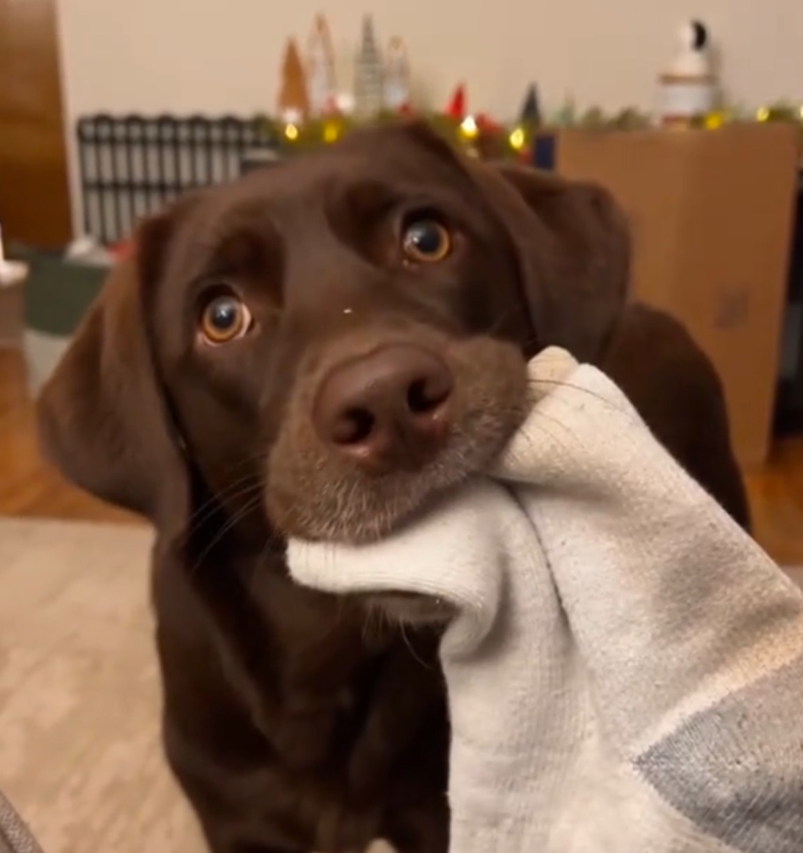 brown dog with white socks in its mouth