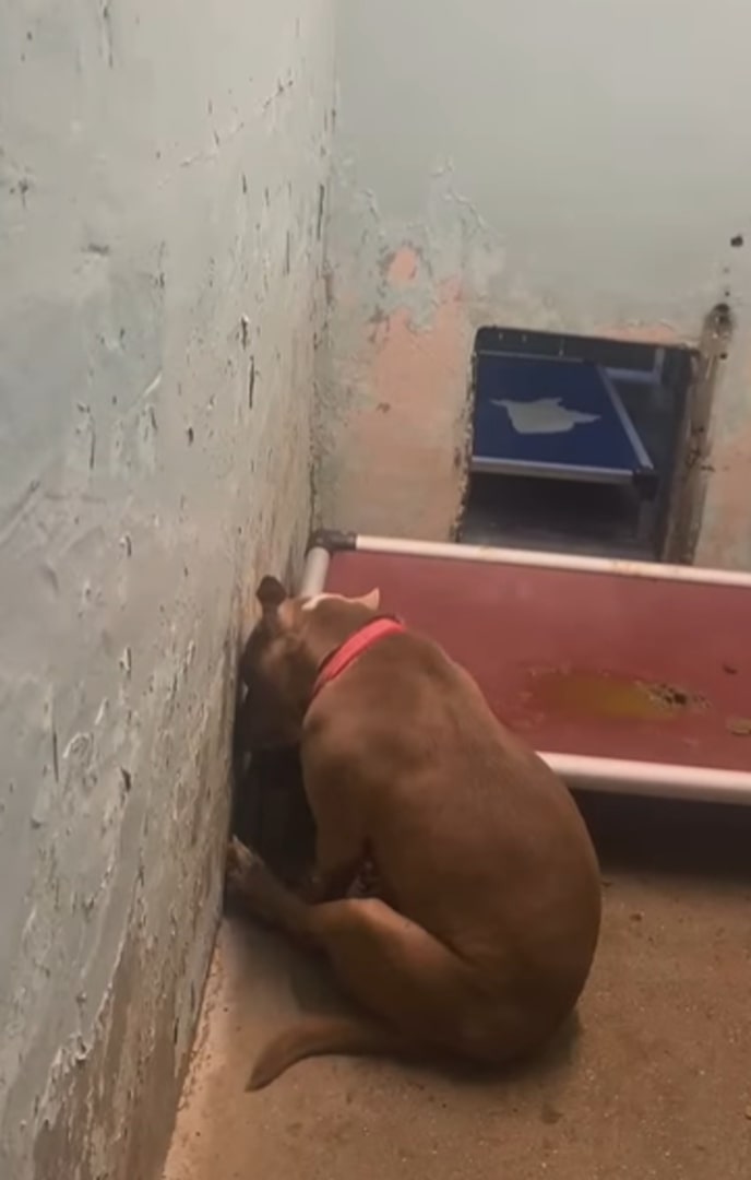 brown pit bull with his back to the wall