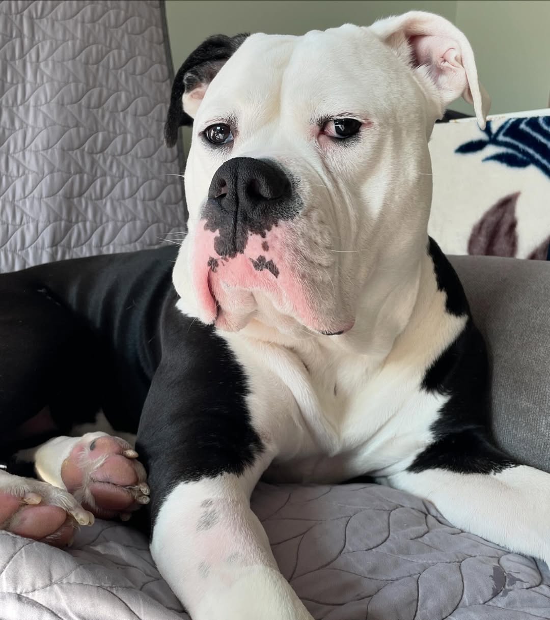 cute big dog on the couch