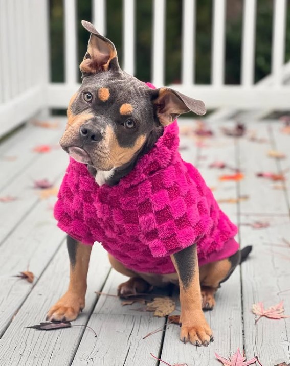 cute puppy in a pink suit