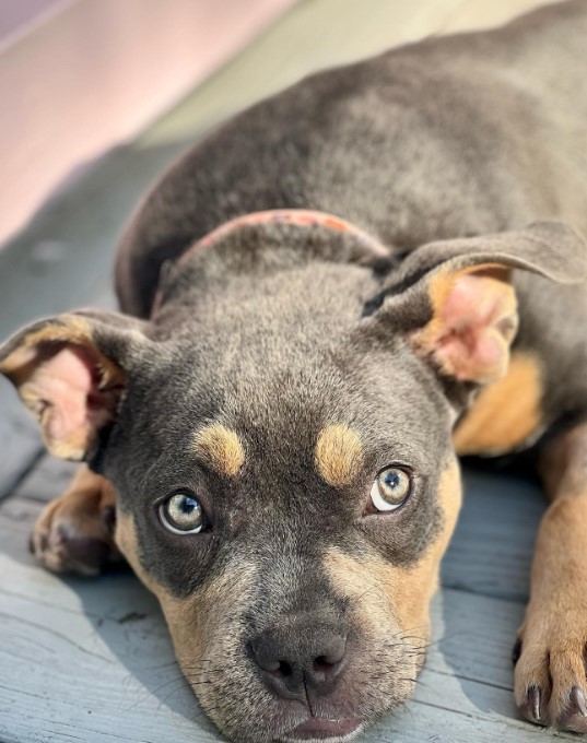 cute puppy lying down