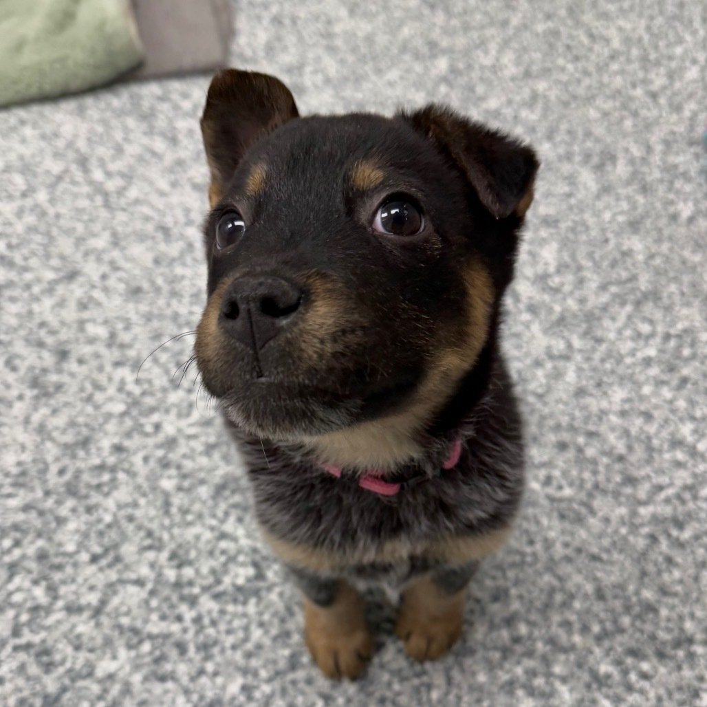 cute puppy sitting and looking at the camera