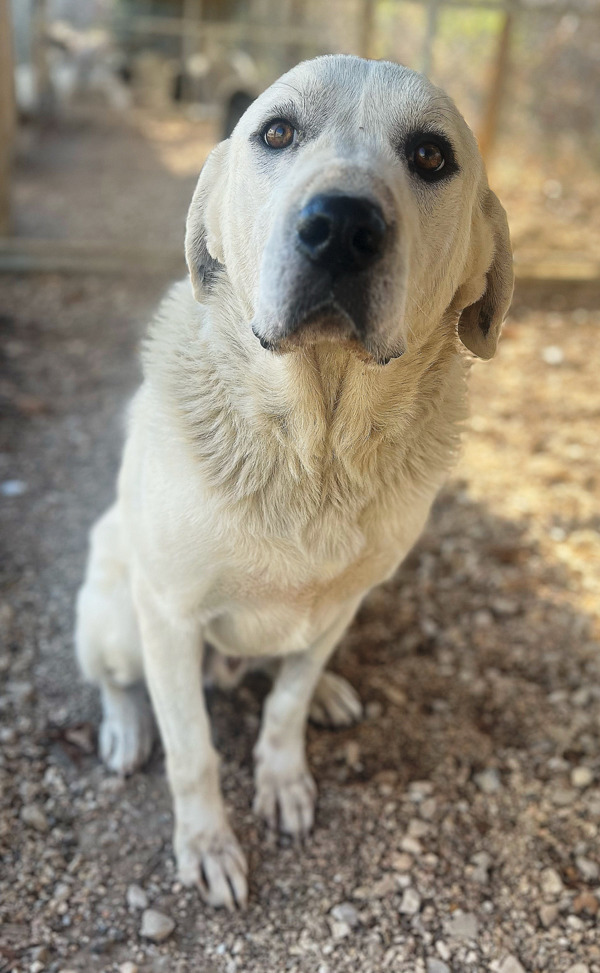 cute white dog