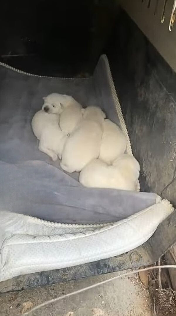 cute white puppies lying next to each other