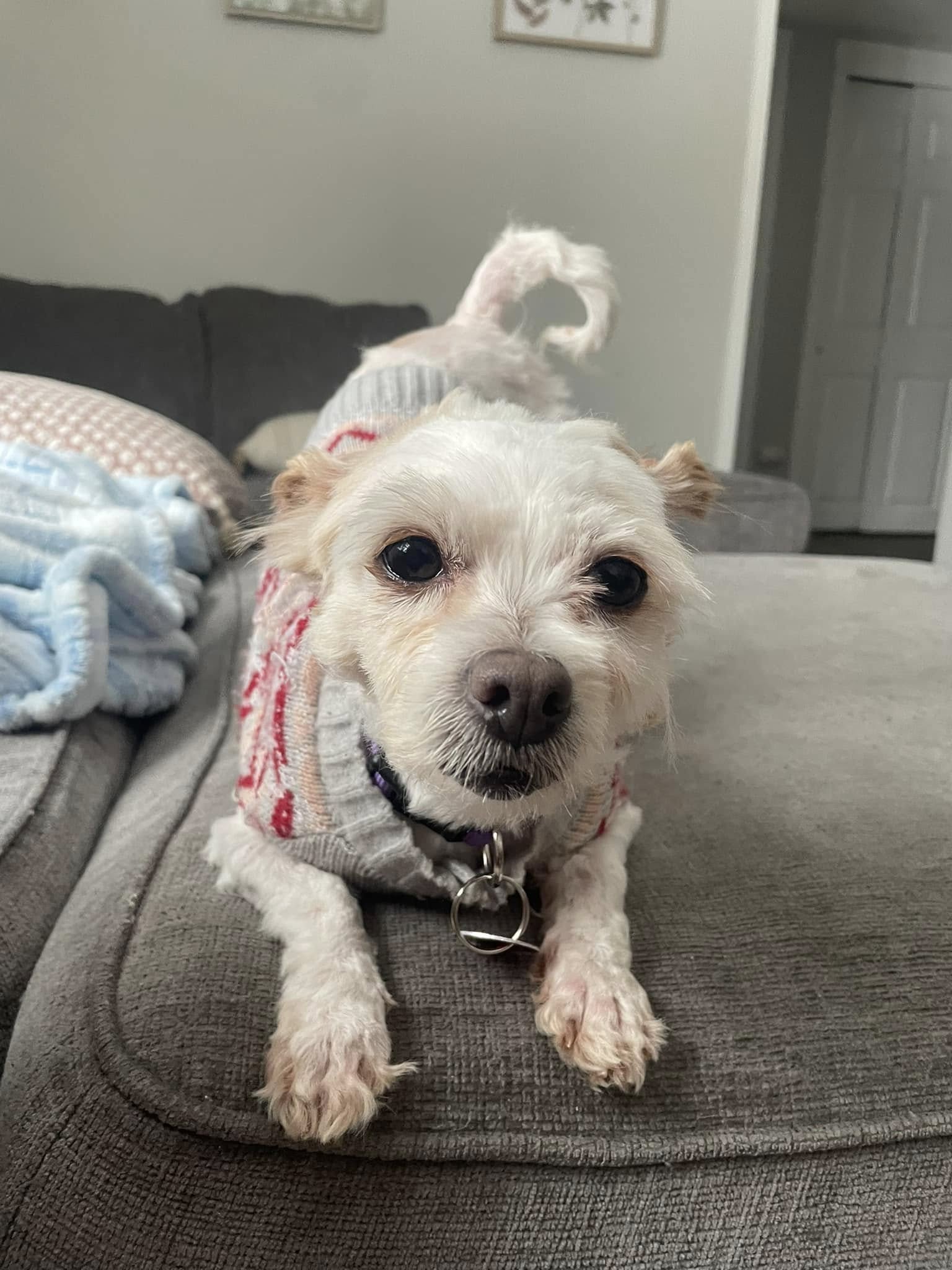 cute white puppy on the couch