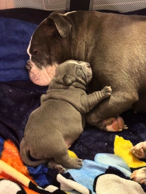 dog and a puppy lying