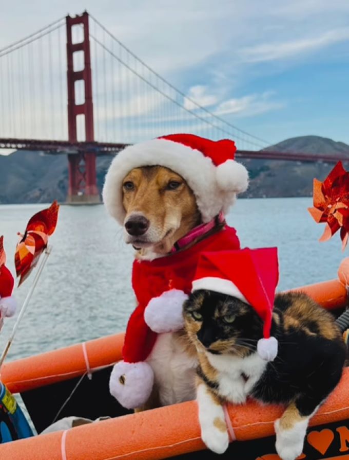 dog and cat with hats