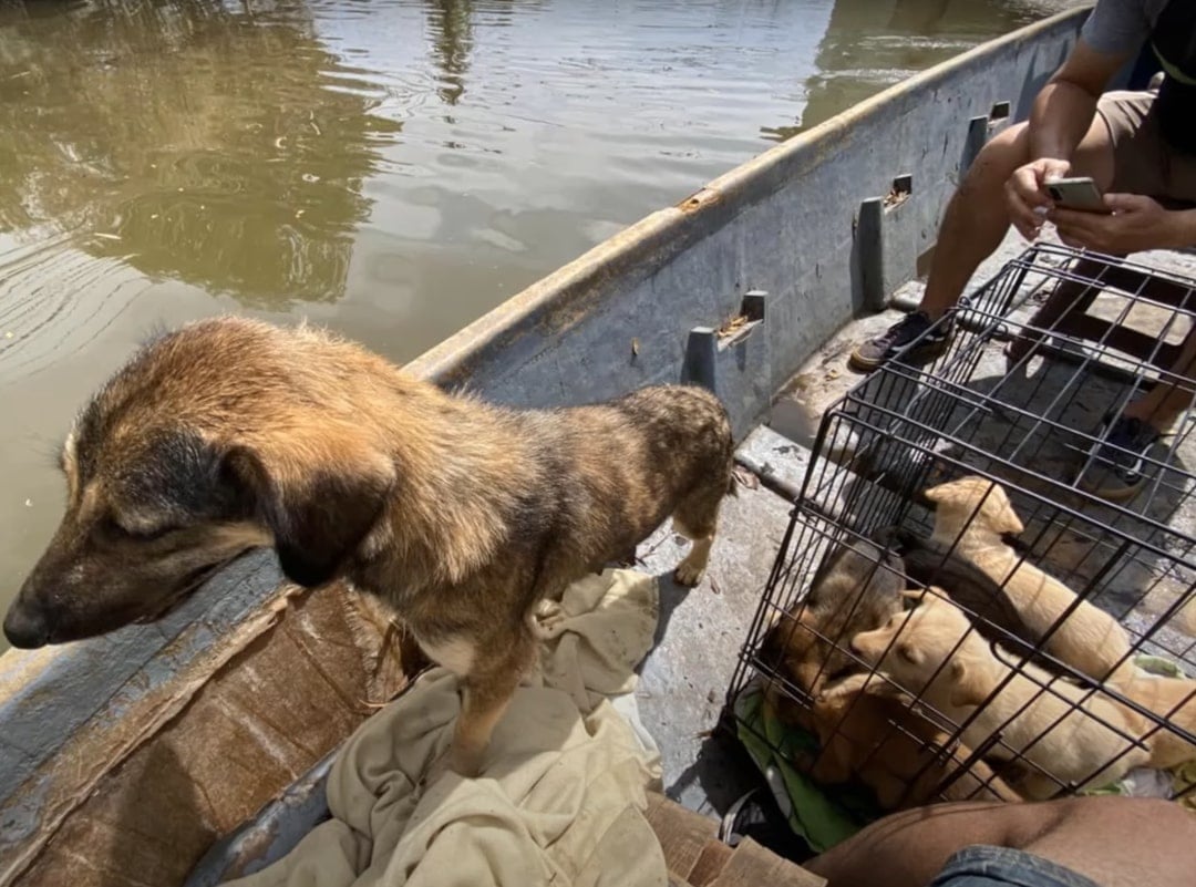 dog and drinks in a boat