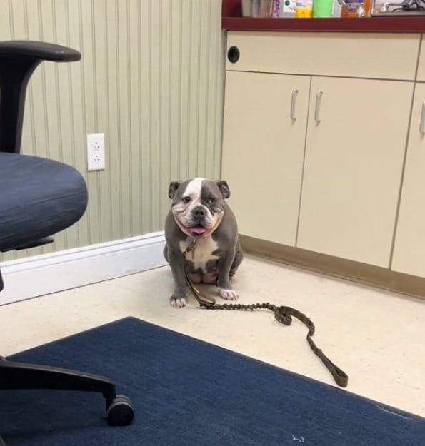 dog at the vet office