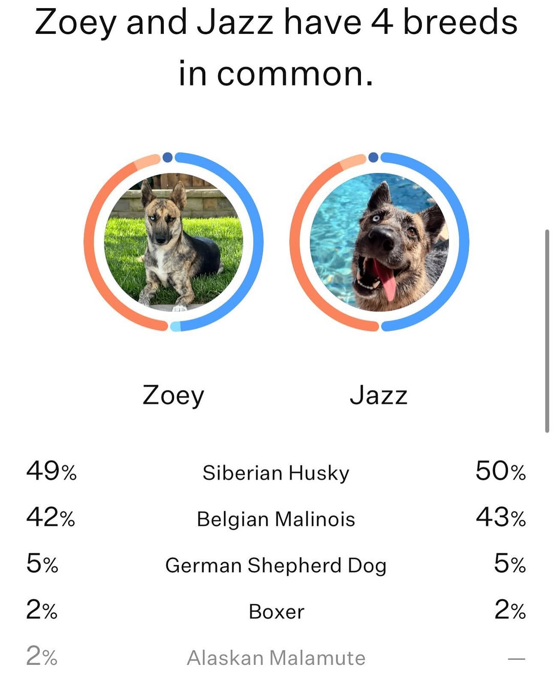 dog dna test