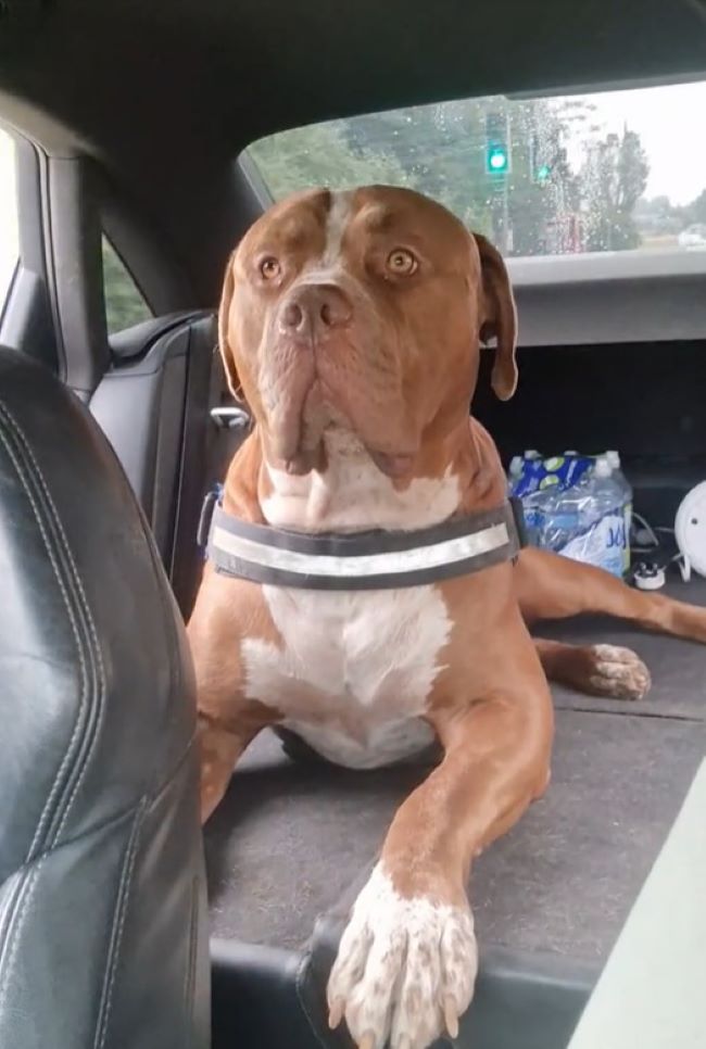 dog driving in the car on backseat