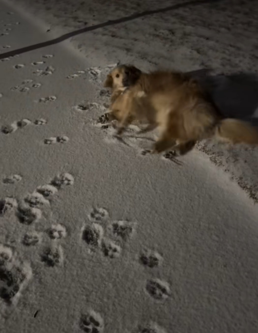 dog in snow