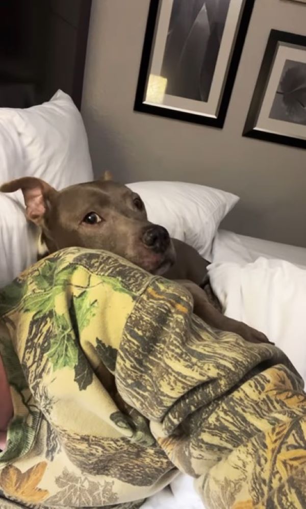 dog in the bed