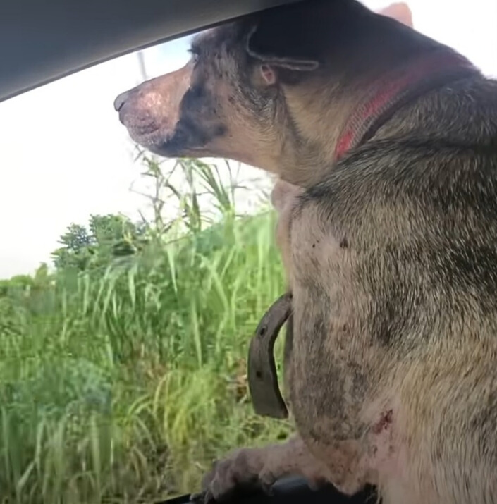 dog looking trough window