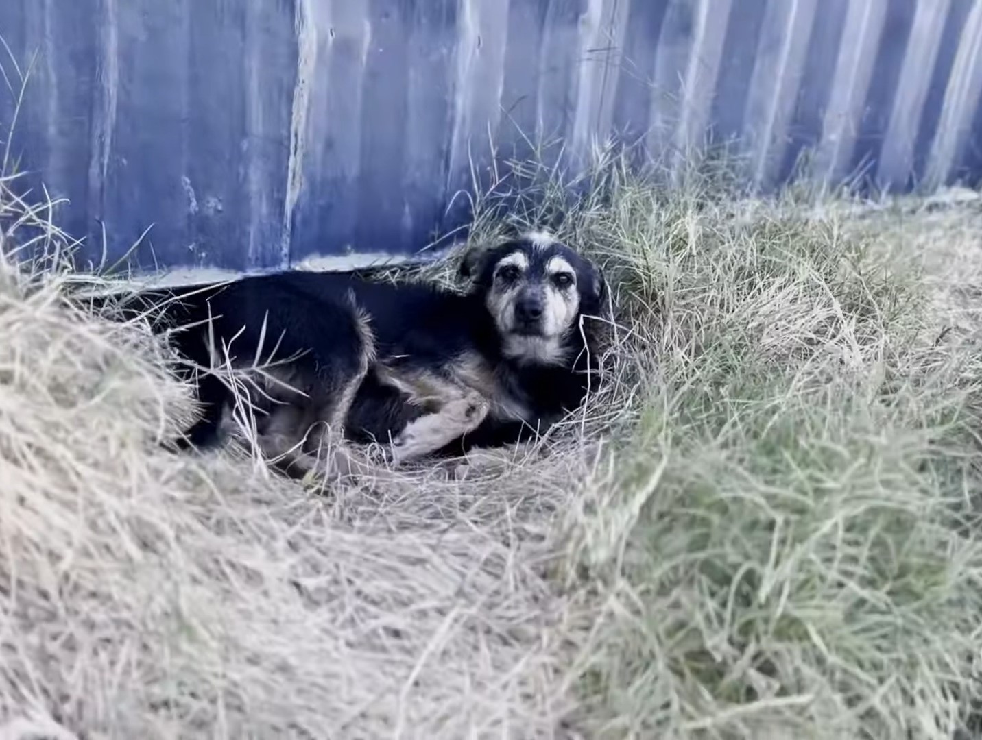 dog lying in grass