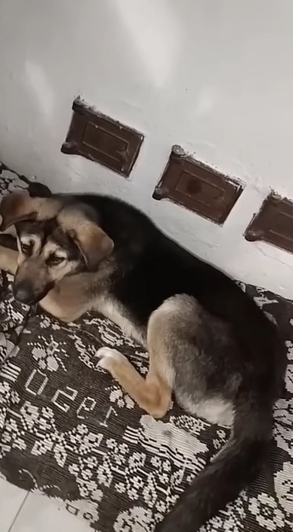 dog lying on the blanket on the floor