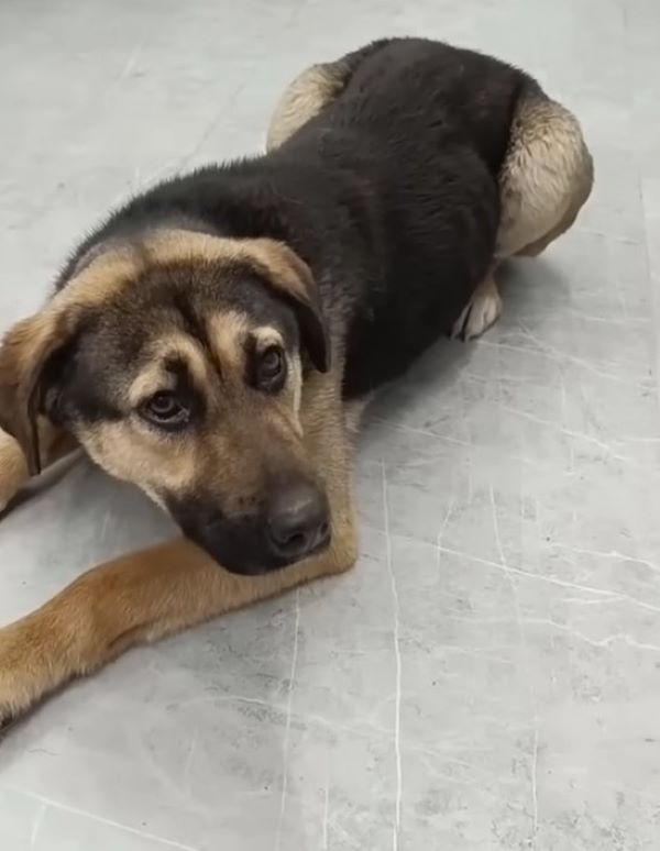 dog lying on the floor