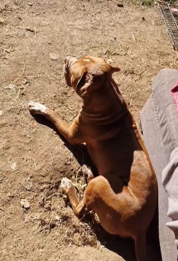 dog lying on the outdoor floor in sun