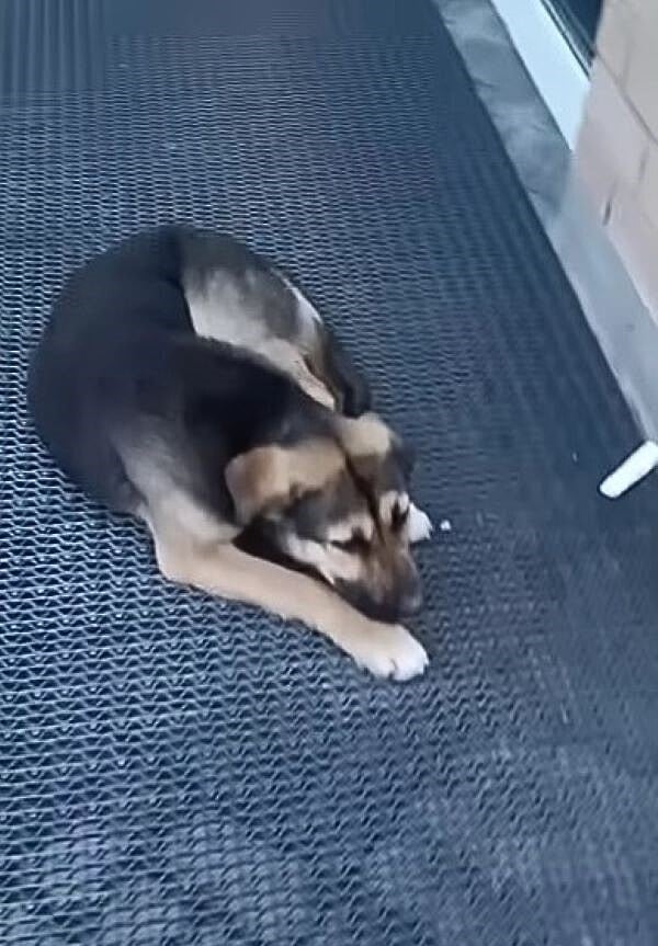 dog lying on the outdoor floor