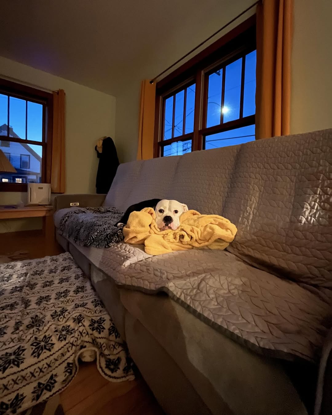 dog lying on yellow blanket on the couch