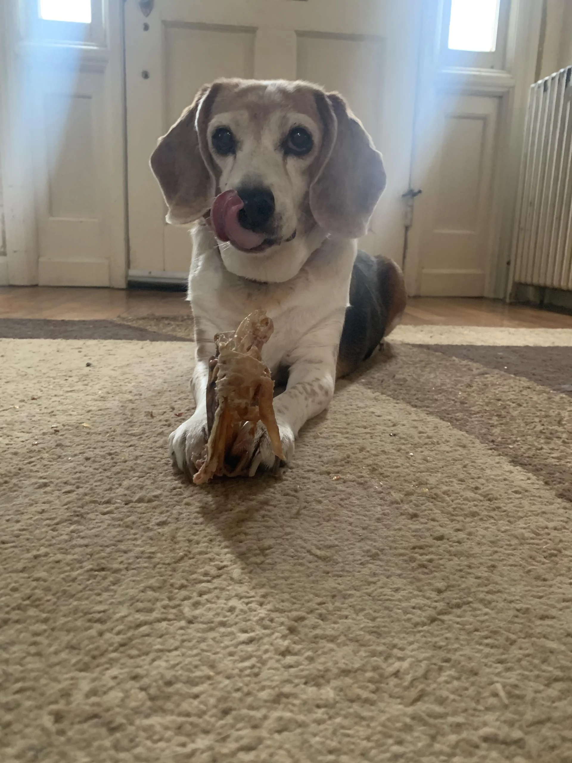 dog playing with toy