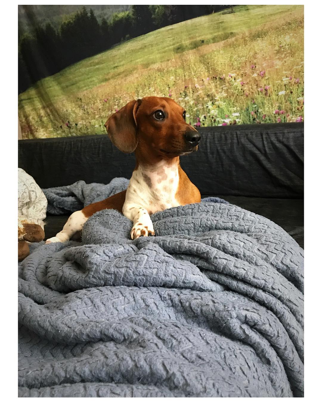 dog relaxing in bed