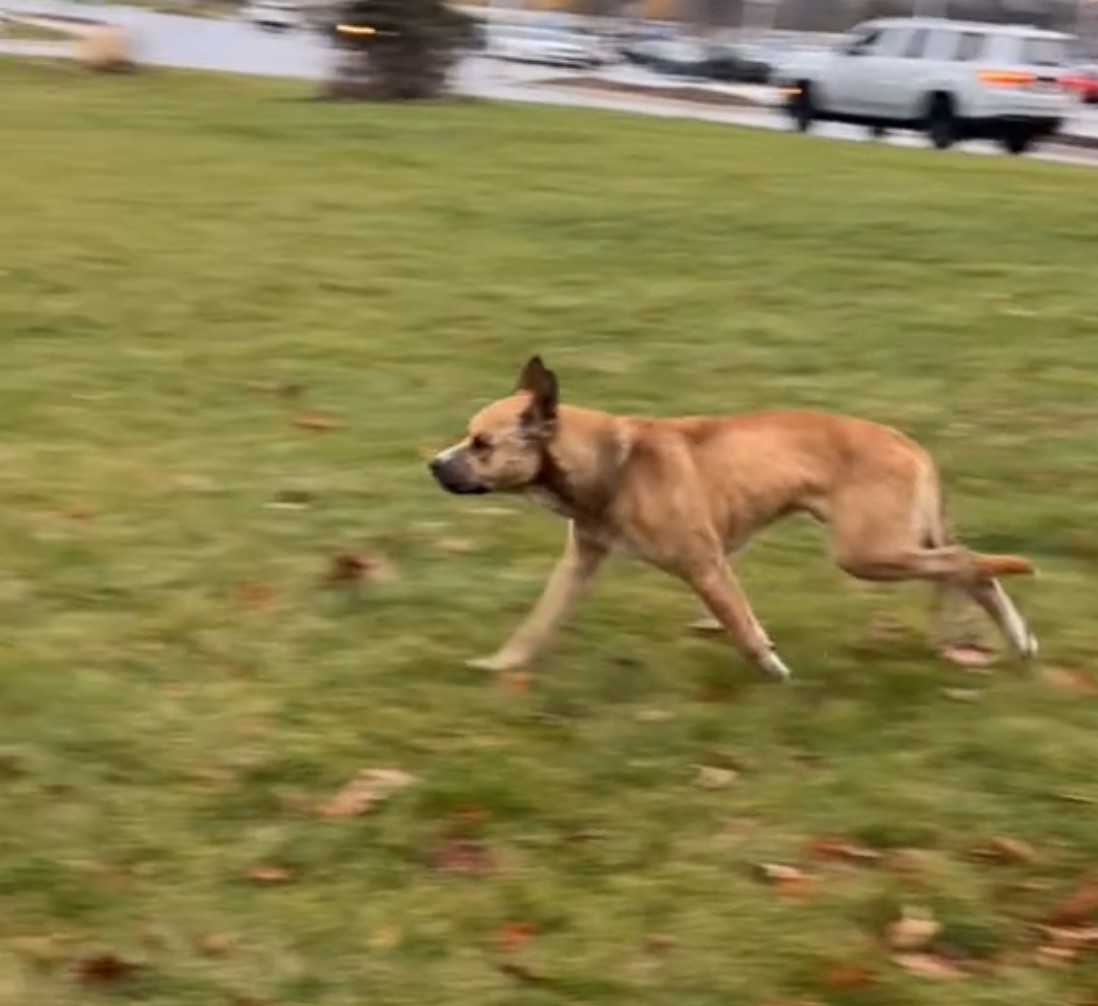 dog running