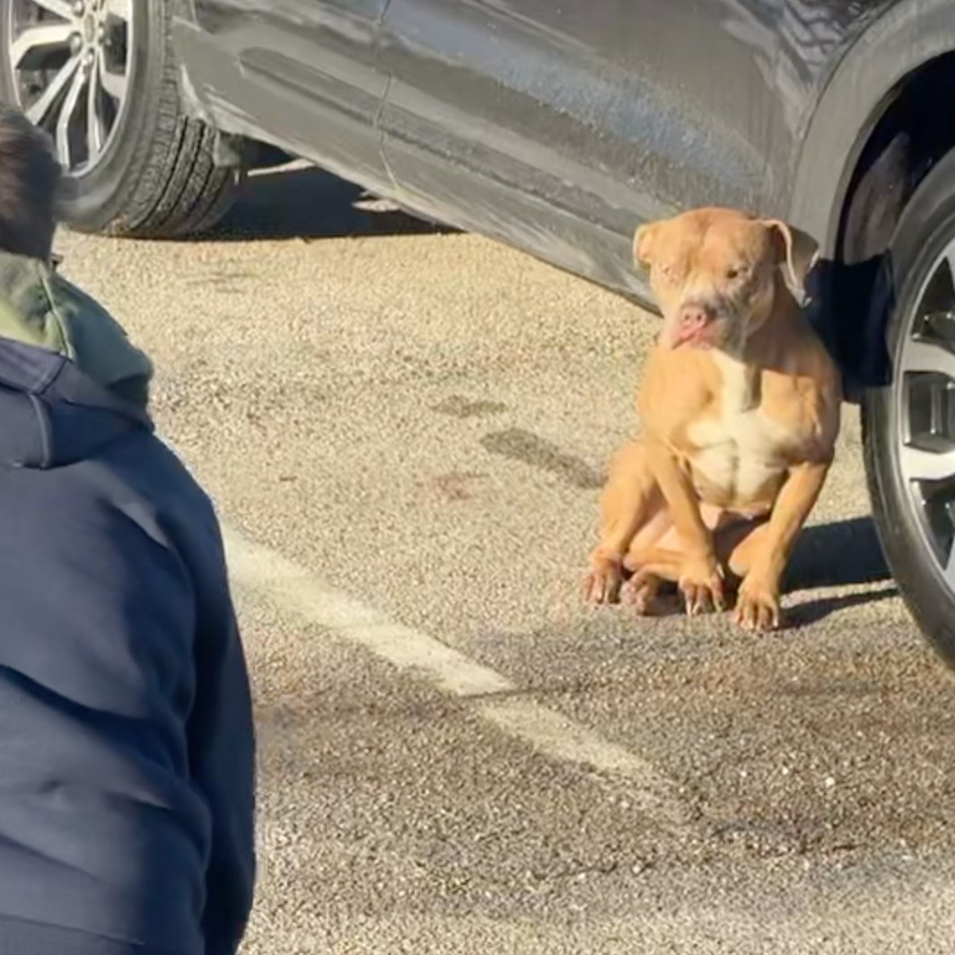 dog sitting on the road leaning against a car